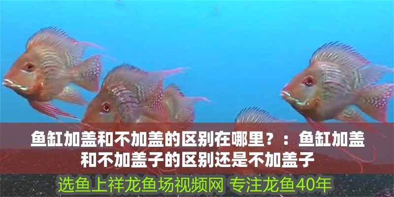 魚(yú)缸加蓋和不加蓋的區(qū)別在哪里？：魚(yú)缸加蓋和不加蓋子的區(qū)別還是不加蓋子 魚(yú)缸加蓋和不加蓋的區(qū)別在哪里？：魚(yú)缸加蓋和不加蓋子的區(qū)別還是不加蓋子 魚(yú)缸百科