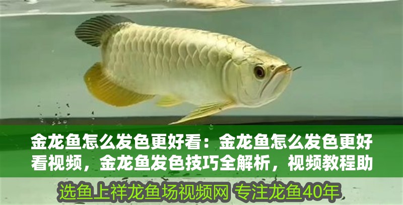 金龍魚怎么發色更好看：金龍魚怎么發色更好看視頻，金龍魚發色技巧全解析，視頻教程助你養