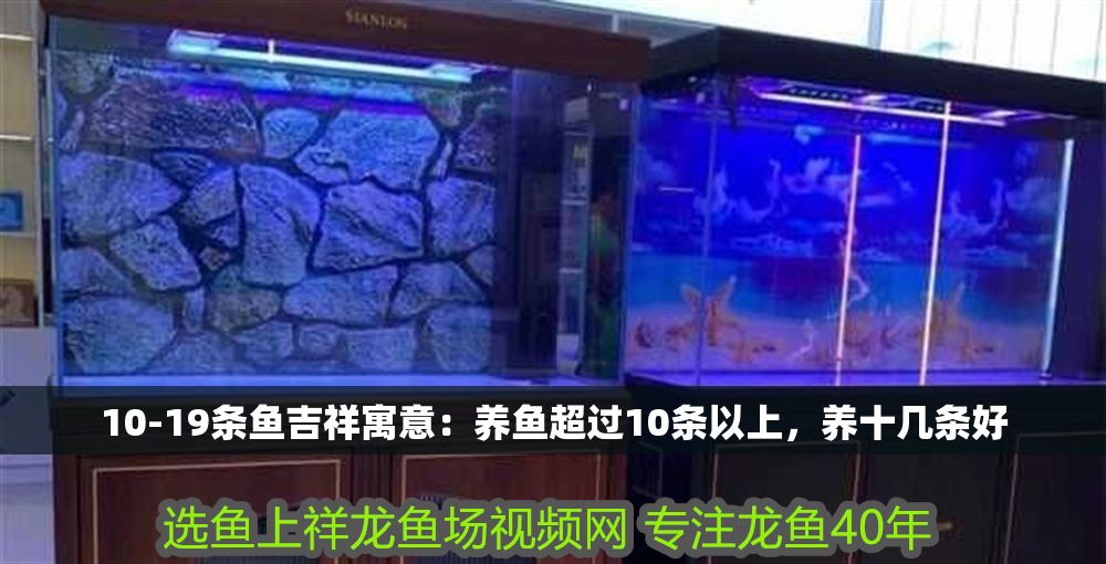10-19條魚吉祥寓意：養魚超過10條以上，養十幾條好