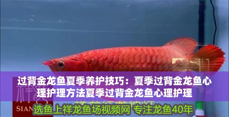 印尼大湖紅龍魚幼魚圖片及價格：印尼大湖紅龍魚幼魚價格