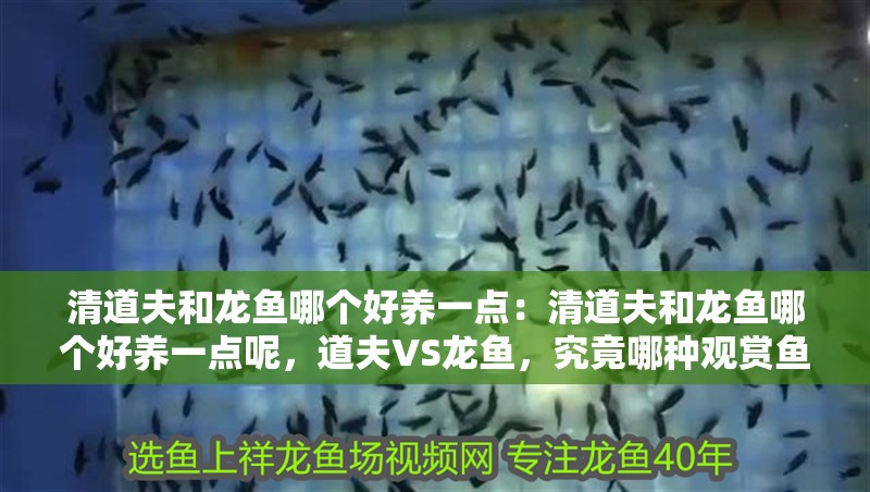 清道夫和龍魚哪個(gè)好養(yǎng)一點(diǎn)：清道夫和龍魚哪個(gè)好養(yǎng)一點(diǎn)呢，道夫VS龍魚，究竟哪種觀賞魚