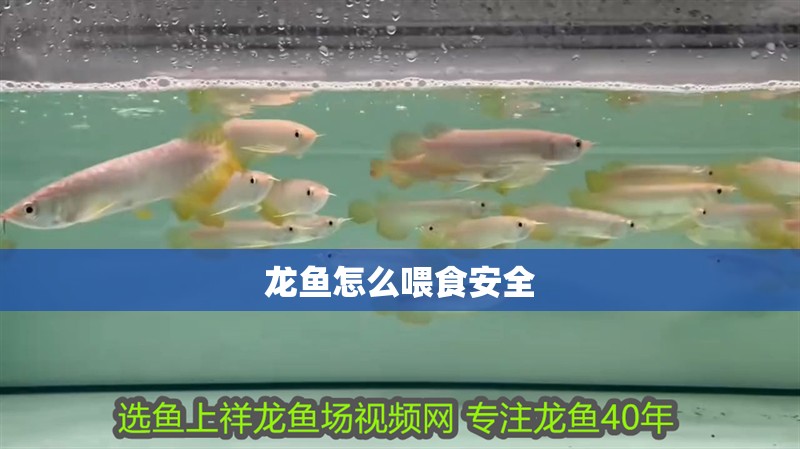 龍魚怎么喂食安全