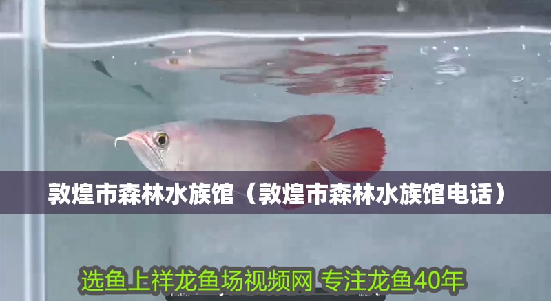 敦煌市森林水族館（敦煌市森林水族館電話）