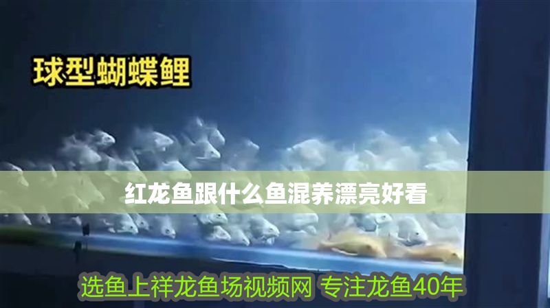紅龍魚跟什么魚混養(yǎng)漂亮好看