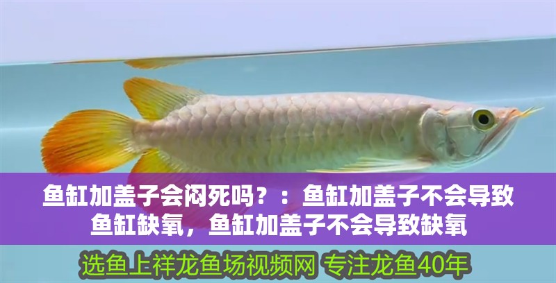 魚缸加蓋子會悶死嗎？：魚缸加蓋子不會導(dǎo)致魚缸缺氧，魚缸加蓋子不會導(dǎo)致缺氧