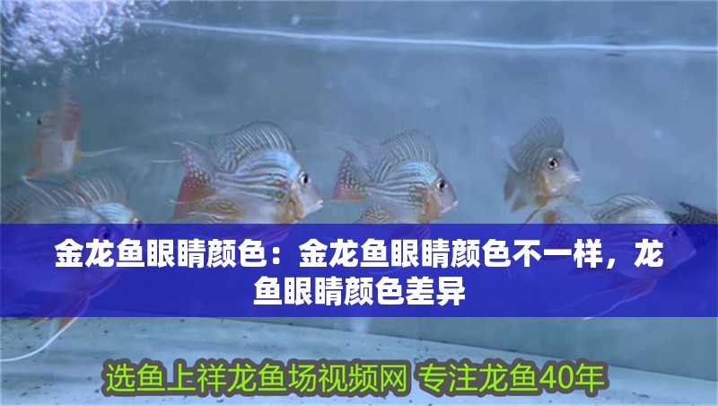 金龍魚眼睛顏色：金龍魚眼睛顏色不一樣，龍魚眼睛顏色差異 金龍魚眼睛顏色：金龍魚眼睛顏色不一樣，龍魚眼睛顏色差異 水族問(wèn)答