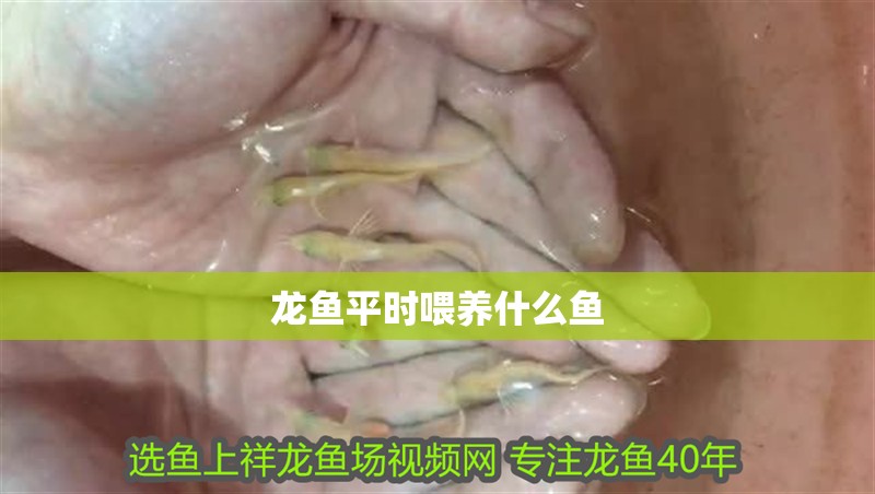 龍魚平時喂養什么魚