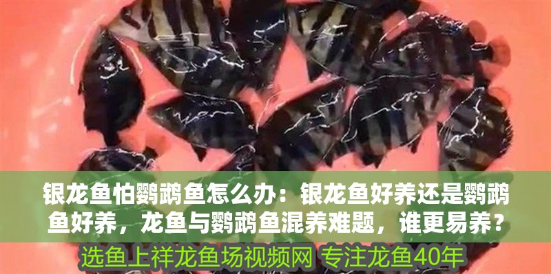 銀龍魚怕鸚鵡魚怎么辦：銀龍魚好養(yǎng)還是鸚鵡魚好養(yǎng)，龍魚與鸚鵡魚混養(yǎng)難題，誰更易養(yǎng)？