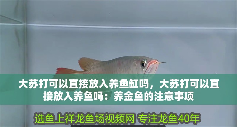 大蘇打可以直接放入養(yǎng)魚缸嗎，大蘇打可以直接放入養(yǎng)魚嗎：養(yǎng)金魚的注意事項