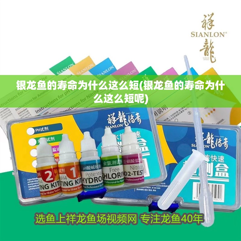 魚缸用增氧泵價(jià)格是多少:魚缸增氧機(jī)-xtrac增氧機(jī)-xtrac增氧機(jī) 銀龍魚的壽命為什么這么短(銀龍魚的壽命為什么這么短呢) 銀龍魚百科 銀龍魚的壽命為什么這么短(銀龍魚的壽命為什么這么短呢) 銀龍魚的壽命為什么這么短(銀龍魚的壽命為什么這么短呢) 銀龍魚百科