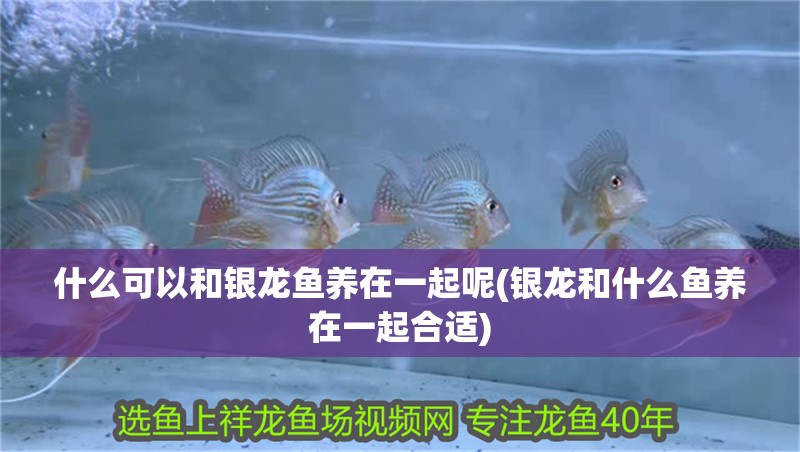 什么可以和銀龍魚養在一起呢(銀龍和什么魚養在一起合適) 什么可以和銀龍魚養在一起呢(銀龍和什么魚養在一起合適) 銀龍魚百科