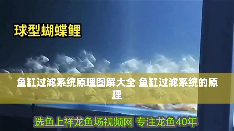 魚缸過濾系統原理圖解大全 魚缸過濾系統的原理