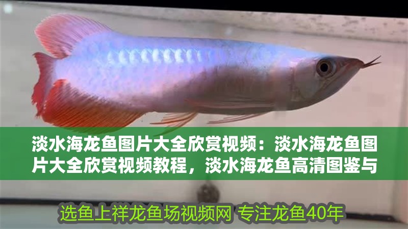 淡水海龍魚圖片大全欣賞視頻:淡水海龍魚圖片大全欣賞視頻教程,淡水海龍魚高清圖鑒與觀賞 水族問答 淡水海龍魚圖片大全欣賞視頻:淡水海龍魚圖片大全欣賞視頻教程,淡水海龍魚高清圖鑒與觀賞 淡水海龍魚圖片大全欣賞視頻:淡水海龍魚圖片大全欣賞視頻教程,淡水海龍魚高清圖鑒與觀賞 水族問答