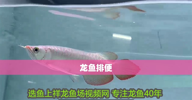 龍魚排便