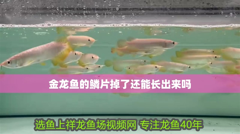 金龍魚的鱗片掉了還能長出來嗎 金龍魚的鱗片掉了還能長出來嗎 龍魚百科