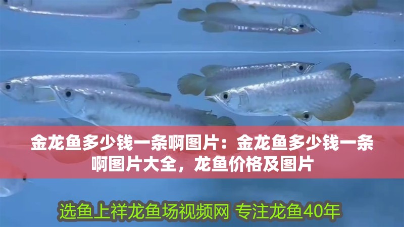 金龍魚多少錢一條啊圖片：金龍魚多少錢一條啊圖片大全，龍魚價(jià)格及圖片