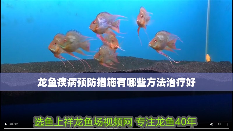龍魚疾病預防措施有哪些方法治療好