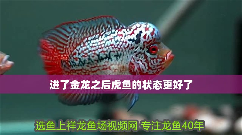 進了金龍之后虎魚的狀態更好了