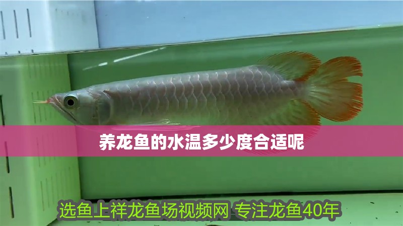養龍魚的水溫多少度合適呢