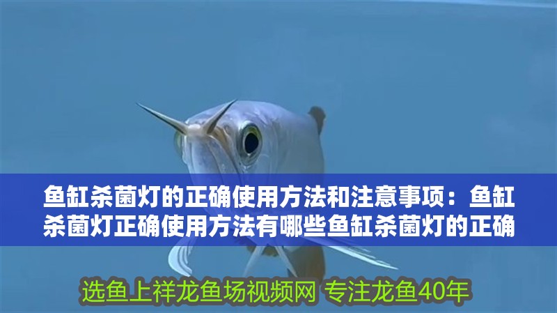 魚缸過濾器選購指南:自制魚缸過濾器魚缸上置過濾器對于養魚愛好者的必備知識 魚缸殺菌燈的正確使用方法和注意事項:魚缸殺菌燈正確使用方法有哪些魚缸殺菌燈的正確使用方法 魚缸百科 魚缸殺菌燈的正確使用方法和注意事項:魚缸殺菌燈正確使用方法有哪些魚缸殺菌燈的正確使用方法 魚缸殺菌燈的正確使用方法和注意事項:魚缸殺菌燈正確使用方法有哪些魚缸殺菌燈的正確使用方法 魚缸百科