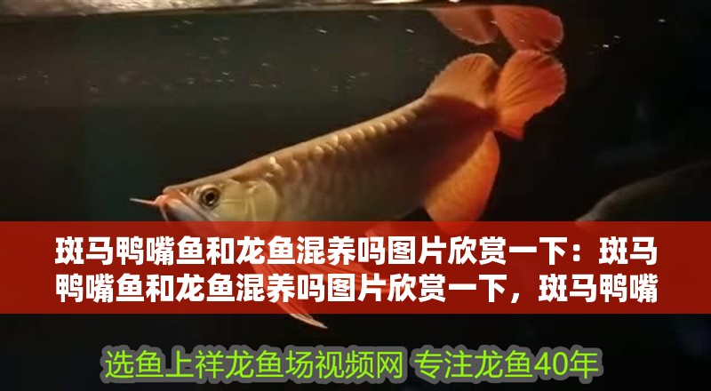 斑馬鴨嘴魚和龍魚混養(yǎng)嗎圖片欣賞一下：斑馬鴨嘴魚和龍魚混養(yǎng)嗎圖片欣賞一下，斑馬鴨嘴魚與龍魚混養(yǎng)圖鑒，視覺盛宴