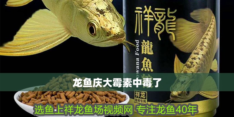 龍魚慶大霉素中毒了 龍魚慶大霉素中毒了 龍魚百科