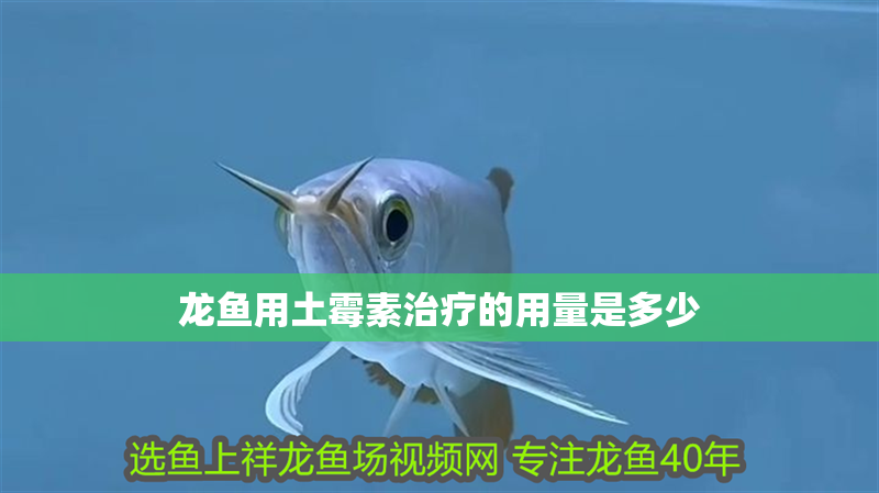 龍魚用土霉素治療的用量是多少