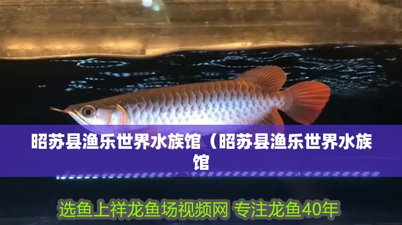 昭蘇縣漁樂世界水族館（昭蘇縣漁樂世界水族館 昭蘇縣漁樂世界水族館（昭蘇縣漁樂世界水族館 全國水族館企業名錄 第2張