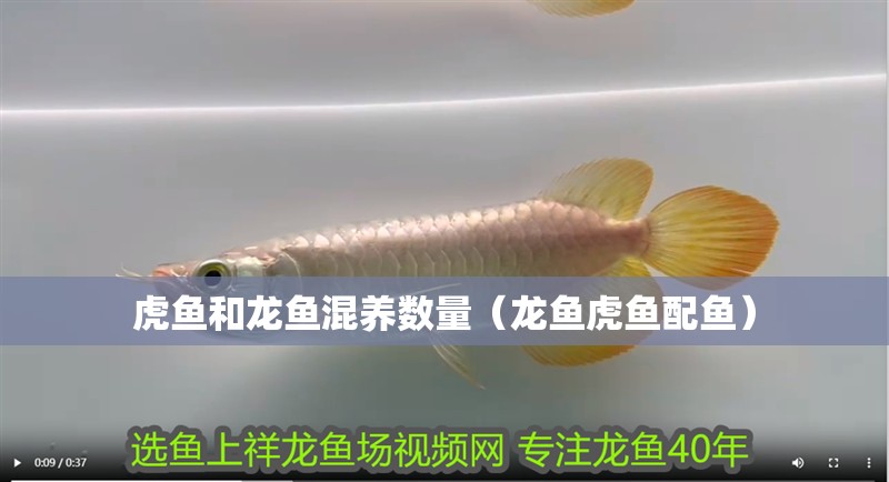 龍魚干蝦有營養嗎 虎魚和龍魚混養數量(龍魚虎魚配魚) 虎魚百科 虎魚和龍魚混養數量(龍魚虎魚配魚) 虎魚和龍魚混養數量(龍魚虎魚配魚) 虎魚百科
