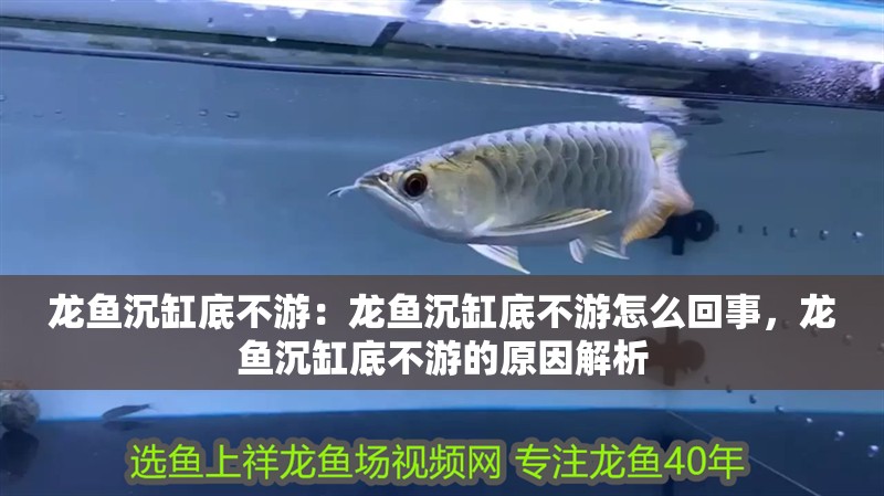 龍魚沉缸底不游：龍魚沉缸底不游怎么回事，龍魚沉缸底不游的原因解析 龍魚沉缸底不游：龍魚沉缸底不游怎么回事，龍魚沉缸底不游的原因解析 水族問答