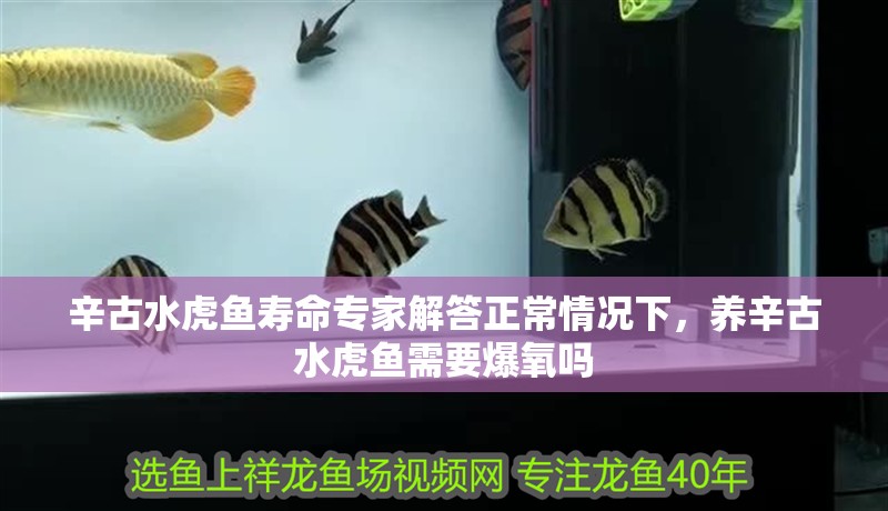 辛古水虎魚壽命專家解答正常情況下，養(yǎng)辛古水虎魚需要爆氧嗎 辛古水虎魚壽命專家解答正常情況下，養(yǎng)辛古水虎魚需要爆氧嗎 虎魚百科
