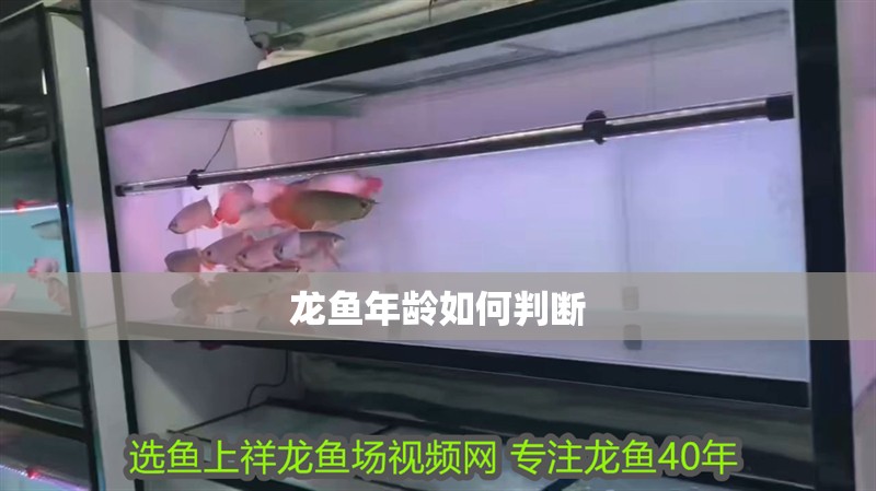 龍魚年齡如何判斷
