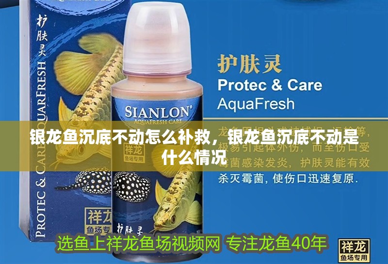 銀龍魚沉底不動怎么補救，銀龍魚沉底不動是什么情況