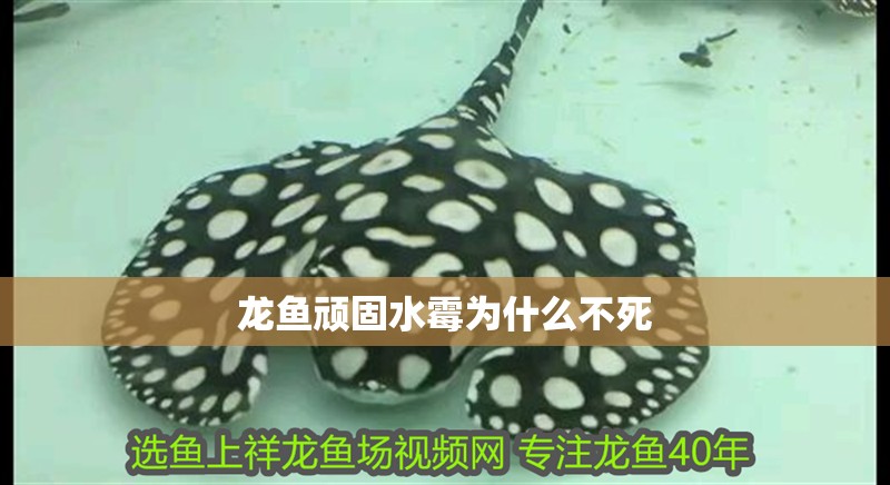 龍魚頑固水霉為什么不死