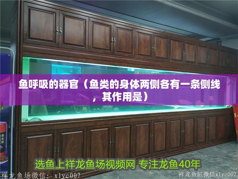 魚呼吸的器官（魚類的身體兩側各有一條側線，其作用是） 魚呼吸的器官（魚類的身體兩側各有一條側線，其作用是） 豬鼻龜百科 第1張