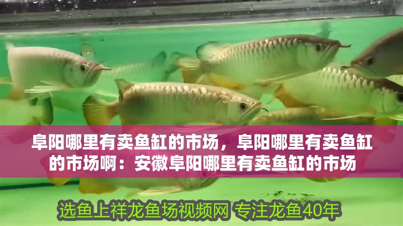 阜陽哪里有賣魚缸的市場，阜陽哪里有賣魚缸的市場啊：安徽阜陽哪里有賣魚缸的市場 阜陽哪里有賣魚缸的市場，阜陽哪里有賣魚缸的市場啊：安徽阜陽哪里有賣魚缸的市場 魚缸百科