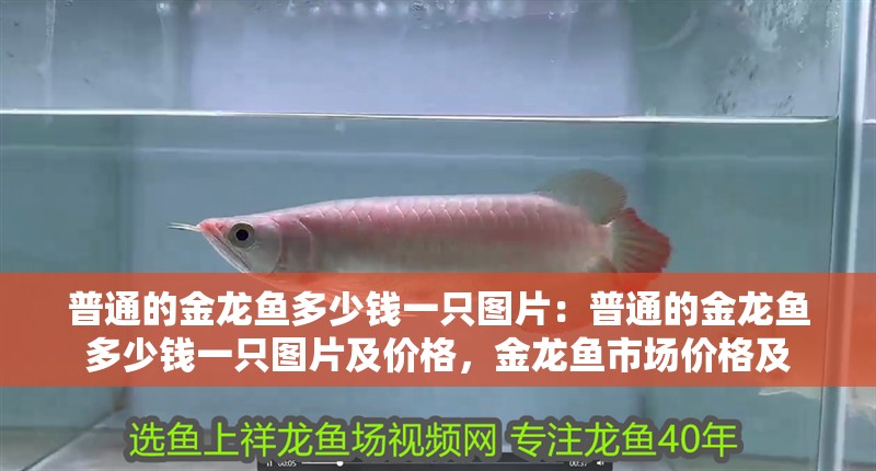 普通的金龍魚多少錢一只圖片：普通的金龍魚多少錢一只圖片及價(jià)格，金龍魚市場價(jià)格及