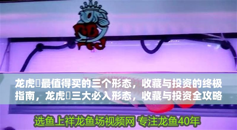 龍虎魟最值得買的三個形態，收藏與投資的終極指南，龍虎魟三大必入形態，收藏與投資全攻略