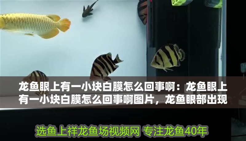 龍魚眼上有一小塊白膜怎么回事?。糊堲~眼上有一小塊白膜怎么回事啊圖片，龍魚眼部出現白膜現象解析與 龍魚眼上有一小塊白膜怎么回事啊：龍魚眼上有一小塊白膜怎么回事啊圖片，龍魚眼部出現白膜現象解析與 水族問答