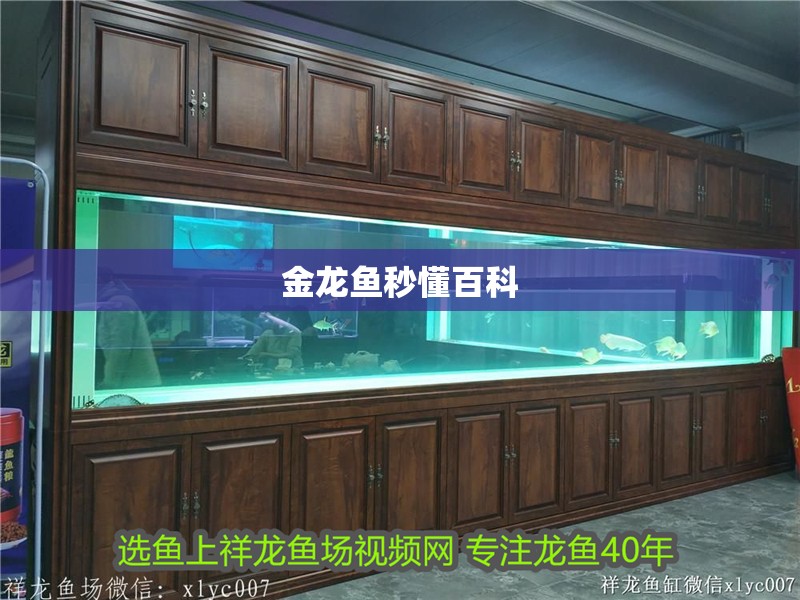 金龍魚秒懂百科 金龍魚秒懂百科 龍魚百科