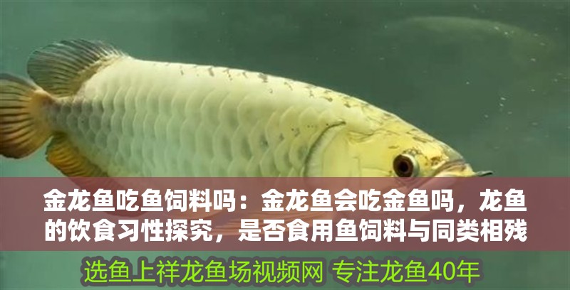金龍魚吃魚飼料嗎：金龍魚會吃金魚嗎，龍魚的飲食習性探究，是否食用魚飼料與同類相殘