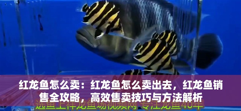 紅龍魚(yú)怎么賣：紅龍魚(yú)怎么賣出去，紅龍魚(yú)銷售全攻略，高效售賣技巧與方法解析