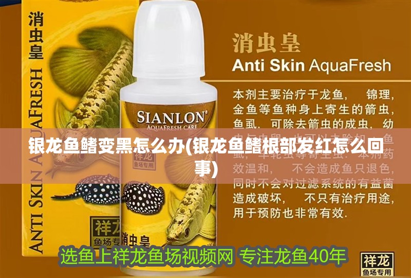 銀龍魚鰭變黑怎么辦(銀龍魚鰭根部發紅怎么回事) 銀龍魚鰭變黑怎么辦(銀龍魚鰭根部發紅怎么回事) 銀龍魚百科