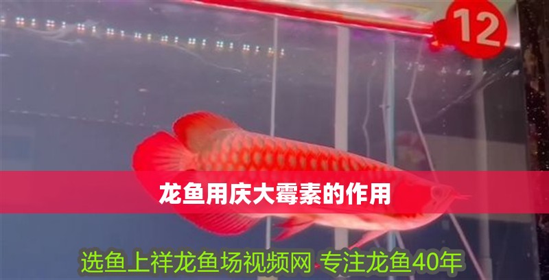 龍魚用慶大霉素的作用
