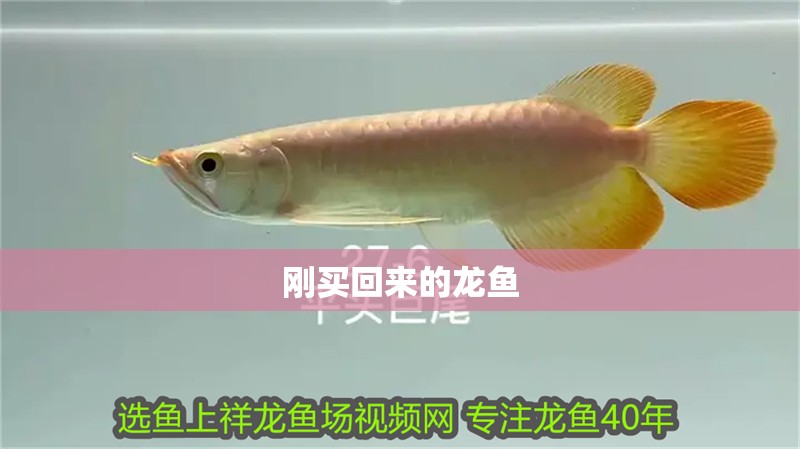 剛買回來的龍魚 龍魚百科 剛買回來的龍魚 剛買回來的龍魚 龍魚百科