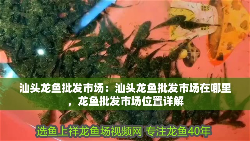 汕頭龍魚批發市場：汕頭龍魚批發市場在哪里，龍魚批發市場位置詳解