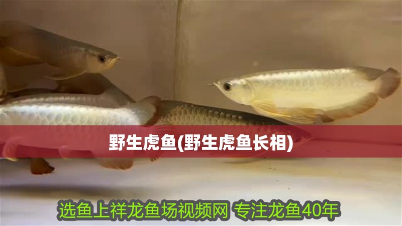 給大魚缸換水的作文:體驗給大魚缸換水的樂趣:體驗給大魚缸換水:給大魚缸換水的作文 野生虎魚(野生虎魚長相) 虎魚百科 野生虎魚(野生虎魚長相) 野生虎魚(野生虎魚長相) 虎魚百科