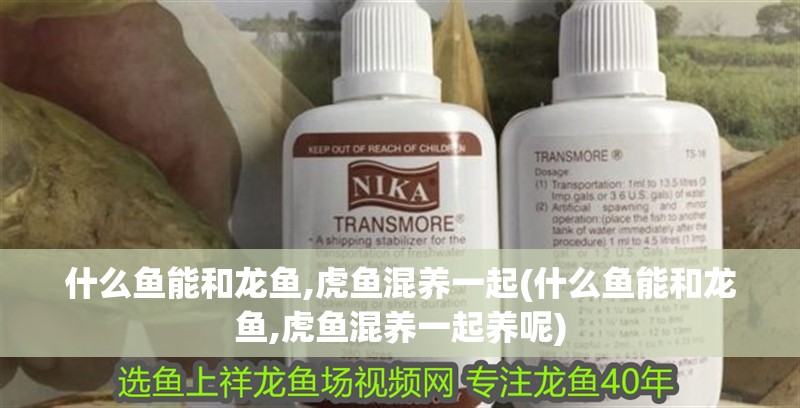 什么魚能和龍魚,虎魚混養一起(什么魚能和龍魚,虎魚混養一起養呢) 什么魚能和龍魚,虎魚混養一起(什么魚能和龍魚,虎魚混養一起養呢) 虎魚百科