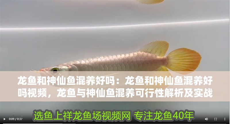 龍魚和神仙魚混養(yǎng)好嗎：龍魚和神仙魚混養(yǎng)好嗎視頻，龍魚與神仙魚混養(yǎng)可行性解析及實戰(zhàn)視頻指南 龍魚和神仙魚混養(yǎng)好嗎：龍魚和神仙魚混養(yǎng)好嗎視頻，龍魚與神仙魚混養(yǎng)可行性解析及實戰(zhàn)視頻指南 水族問答