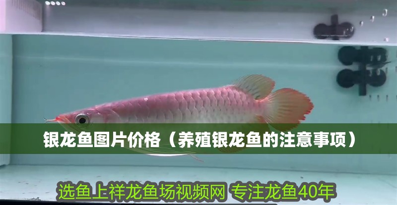 銀龍魚圖片價格（養殖銀龍魚的注意事項）